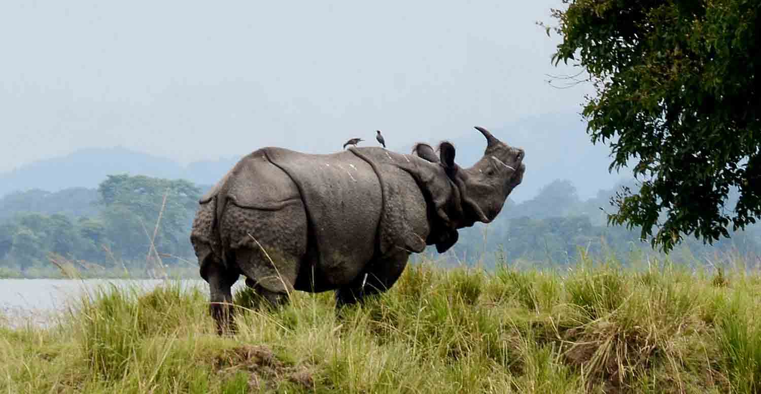 One-horned rhino wildlife safari tours in Kaziranga National Park Assam
